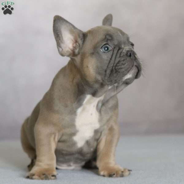 Peanut, French Bulldog Puppy